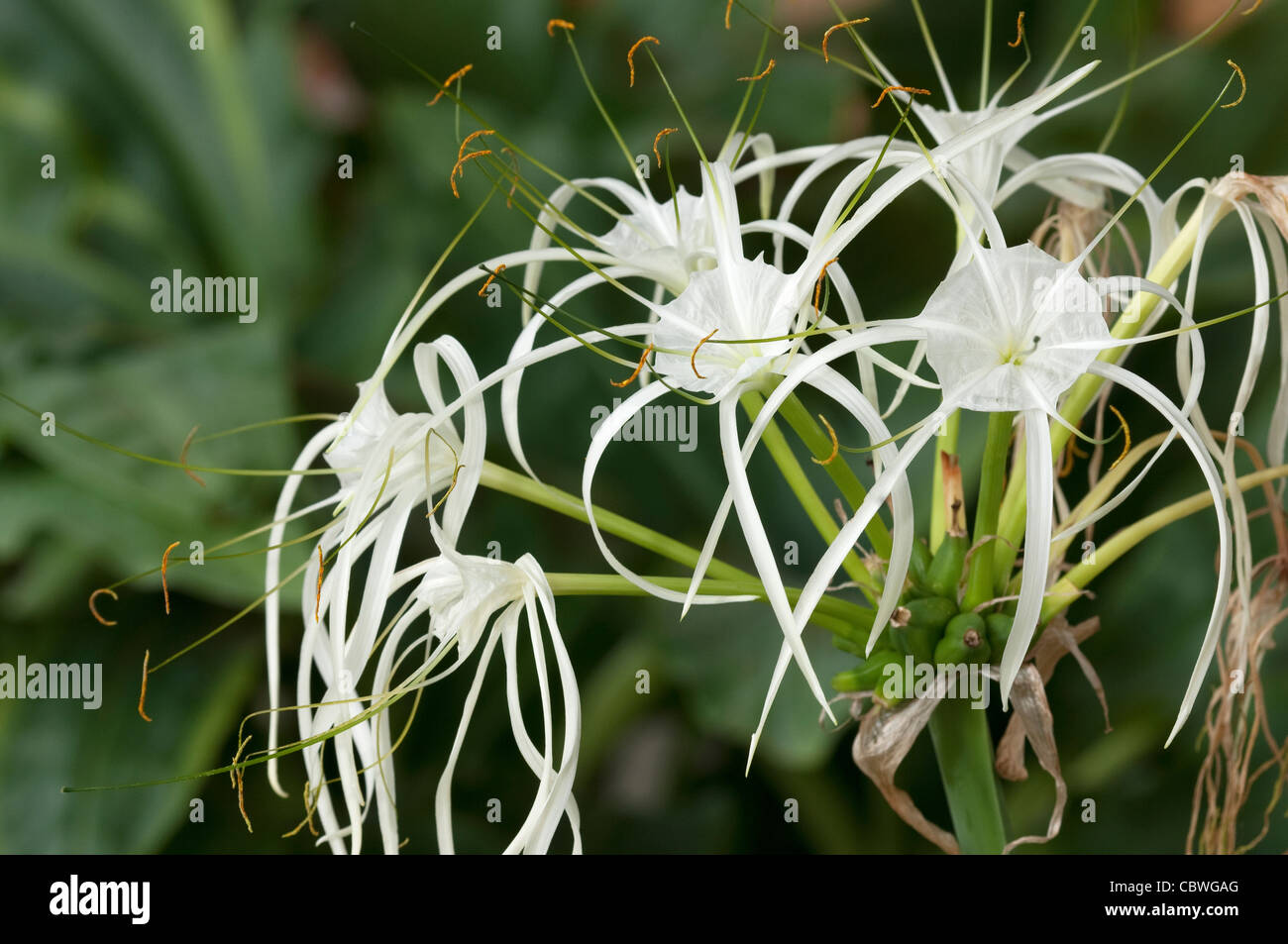 Lily (Hymenocallis araña sp.), flores. Foto de stock