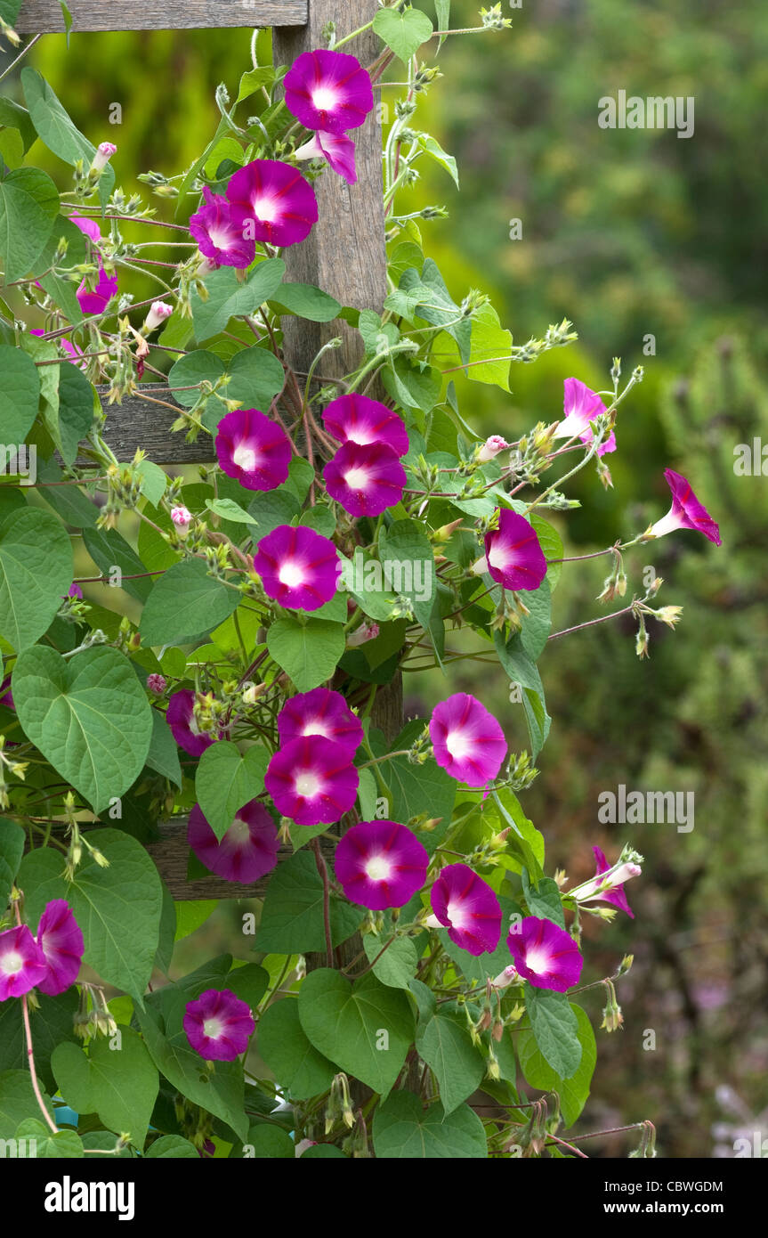 Morning Glory (Ipomoea tricolor). Planta con flores en una valla. Foto de stock