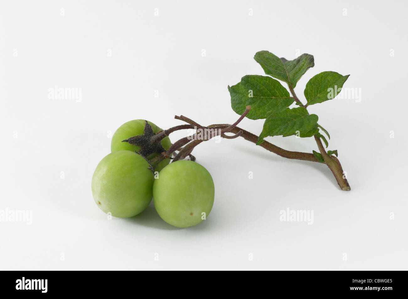 La papa (Solanum tuberosum). Tallo con pequeños frutos verdes. Studio picture contra un fondo blanco. Foto de stock