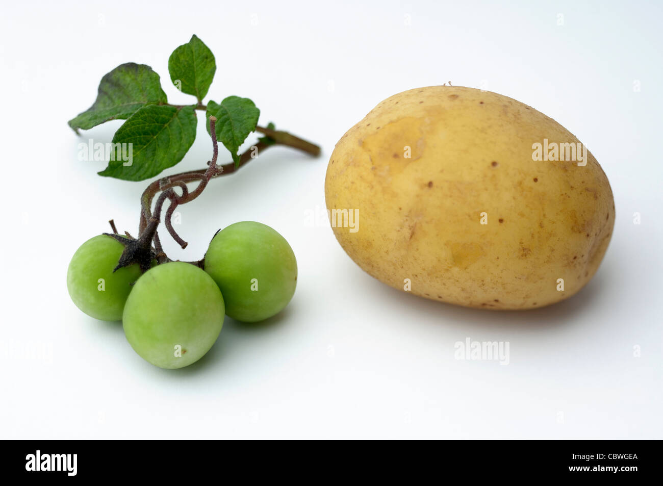 La papa (Solanum tuberosum). Ramita con pequeños frutos verdes y tubérculo comestible. Studio picture contra un fondo blanco. Foto de stock