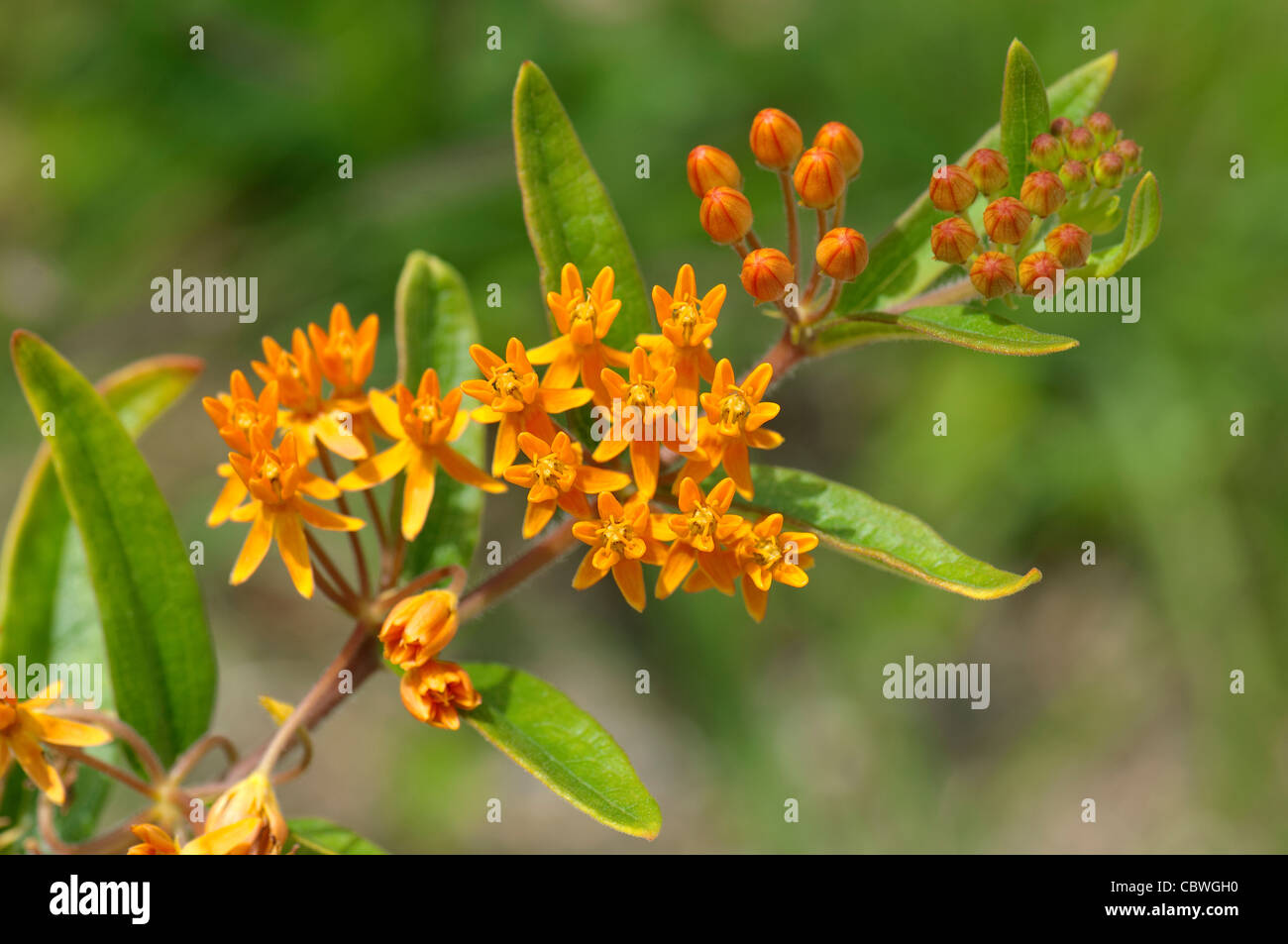 Hierba de mariposas, pleuresía, raíz de mariposas (Asclepias Asclepias tuberosa), floración. Foto de stock