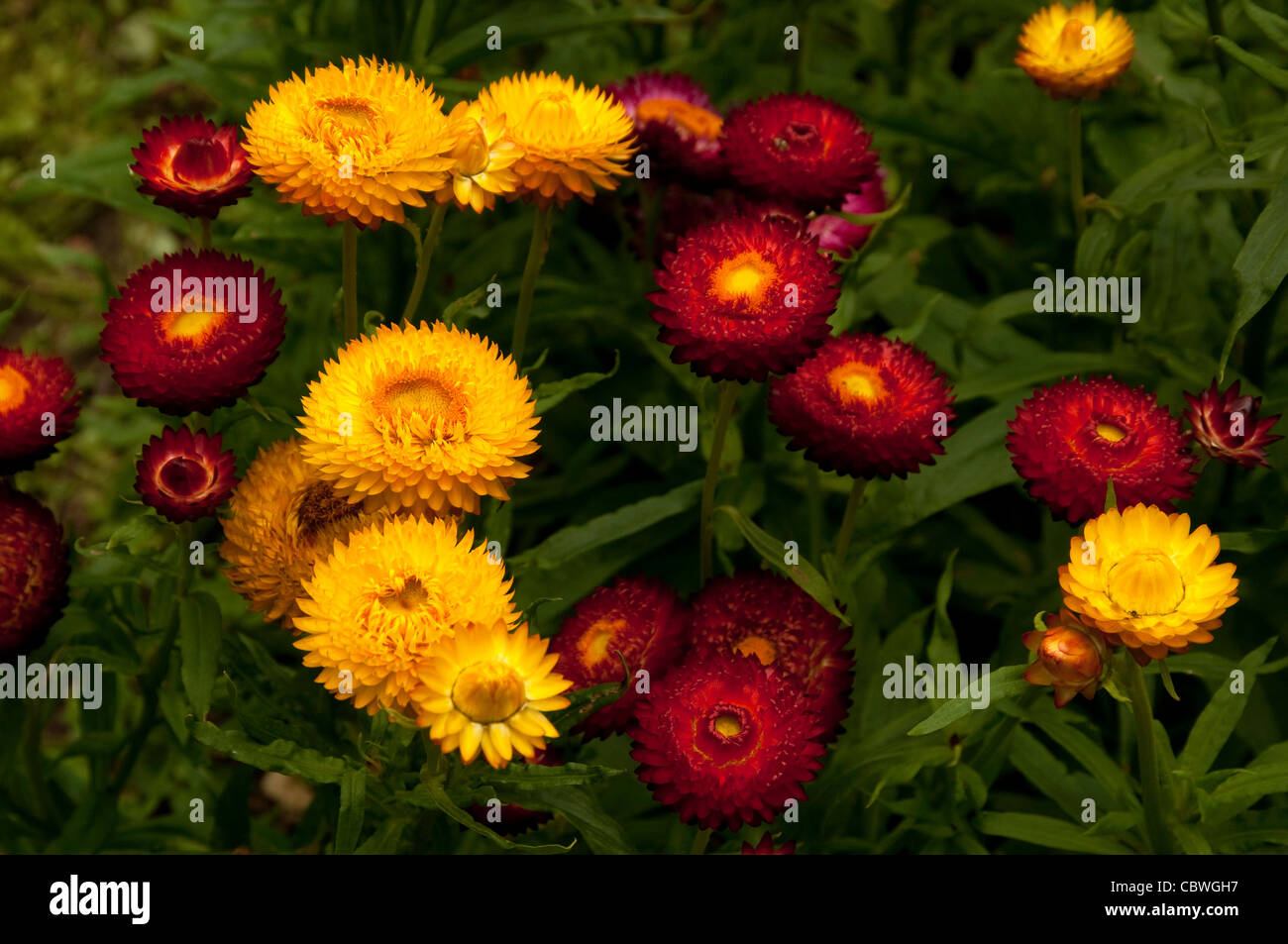 (Strawflower Bracteantha bracteata), flores. Foto de stock
