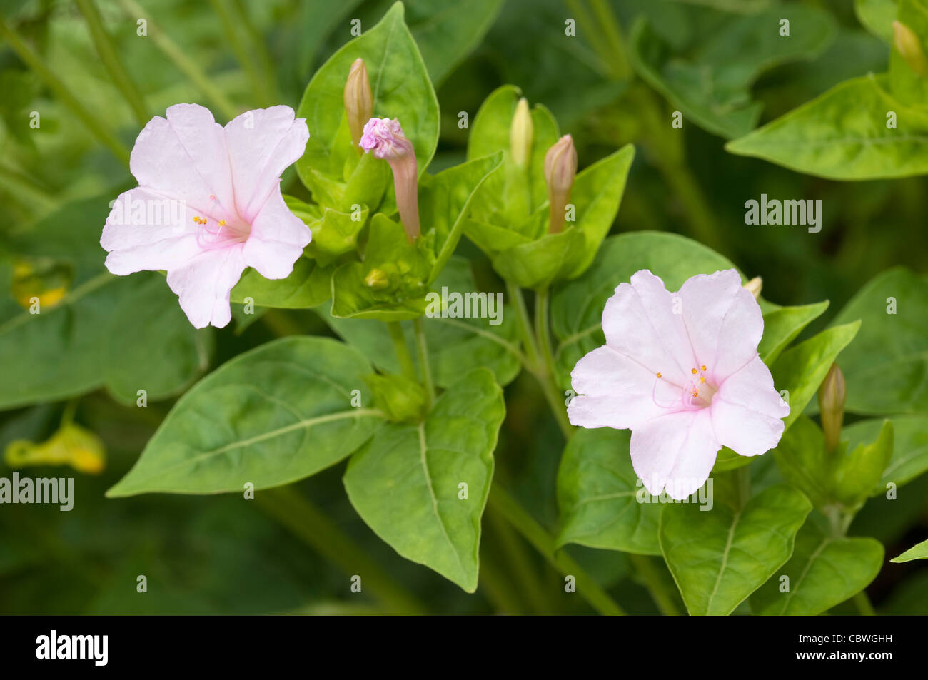 De cuatro O'la planta de reloj, la maravilla del Perú (Mirabilis jalapa), floración. Foto de stock