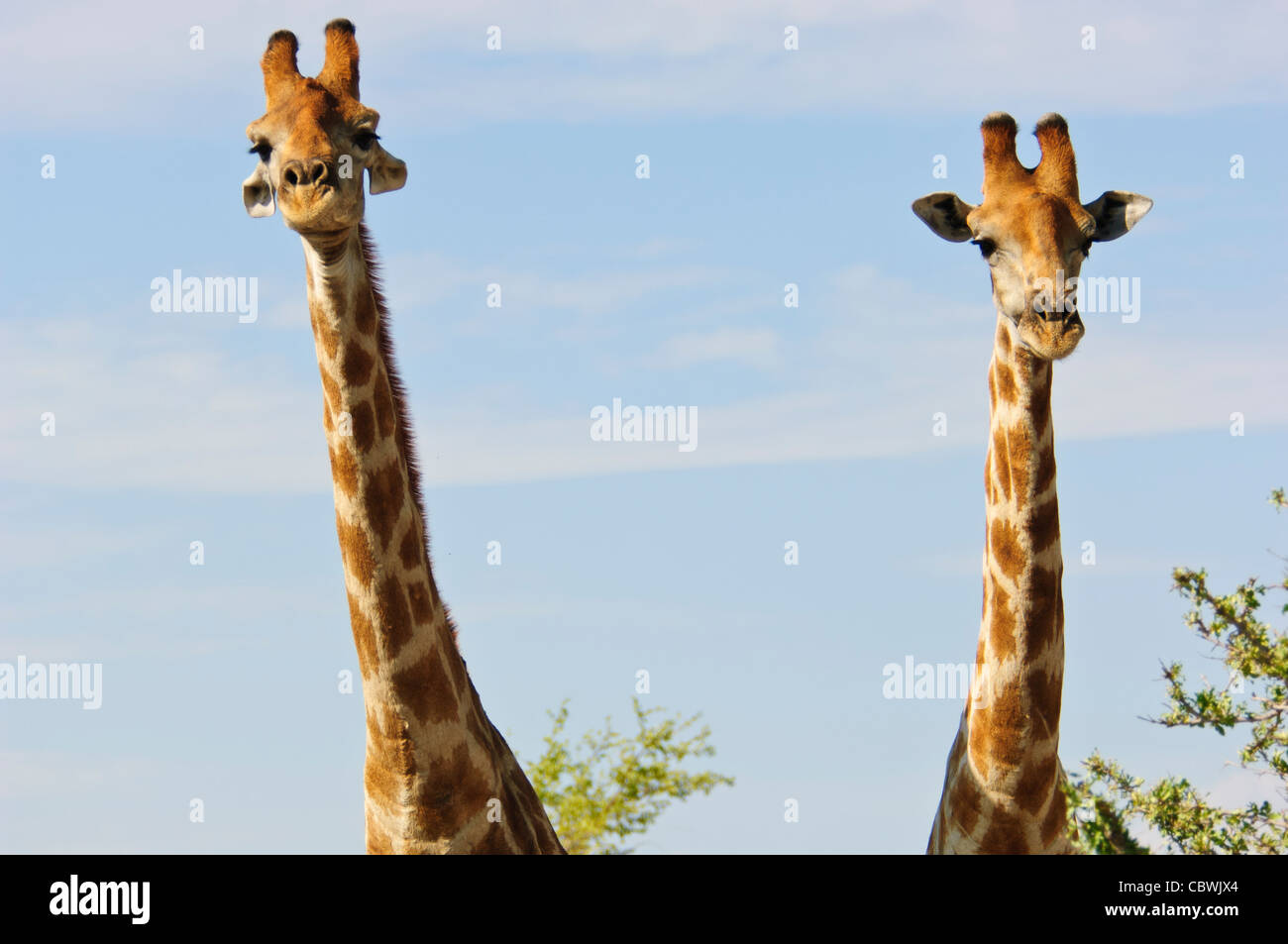 Dos jirafas (Giraffa camelopardalis angolensis) en el Parque Nacional de Etosha, en Namibia. Foto de stock