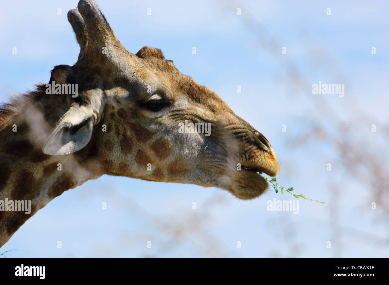 Comiendo jirafa (Giraffa camelopardalis angolensis) en el Parque Nacional de Etosha, en Namibia. Foto de stock