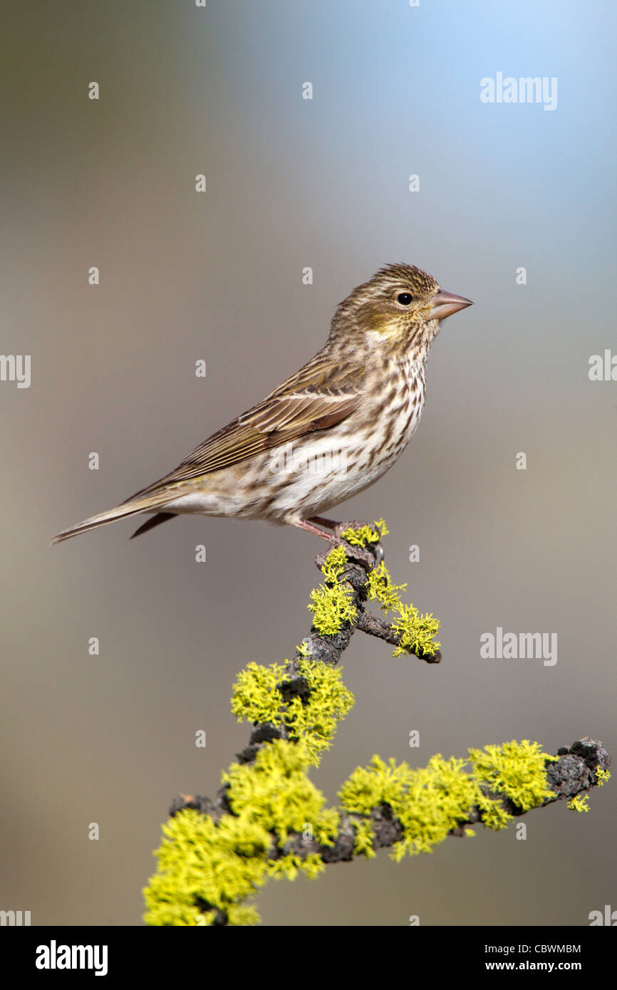 Finch Carpodacus cassinii Cassin's Cabin Lake, Oregon, Estados Unidos el 5 de mayo de hembra adulta Fringillidae Foto de stock