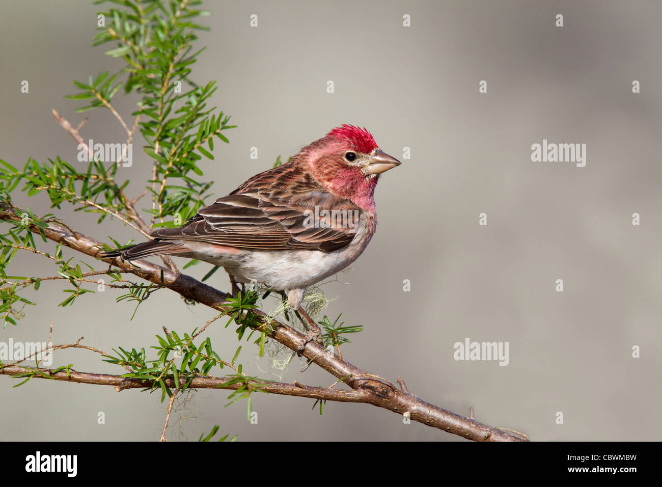 Finch Carpodacus cassinii Cassin's Cabin Lake, Oregon, Estados Unidos el 5 de mayo de macho adulto Fringillidae Foto de stock