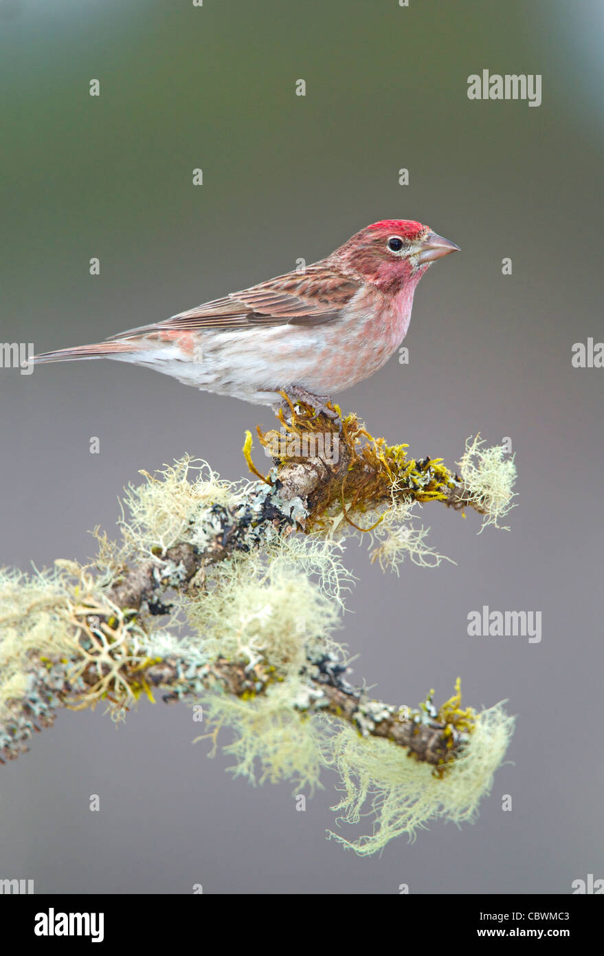Finch Carpodacus cassinii Cassin's Cabin Lake, Oregon, Estados Unidos el 5 de mayo de macho adulto Fringillidae Foto de stock
