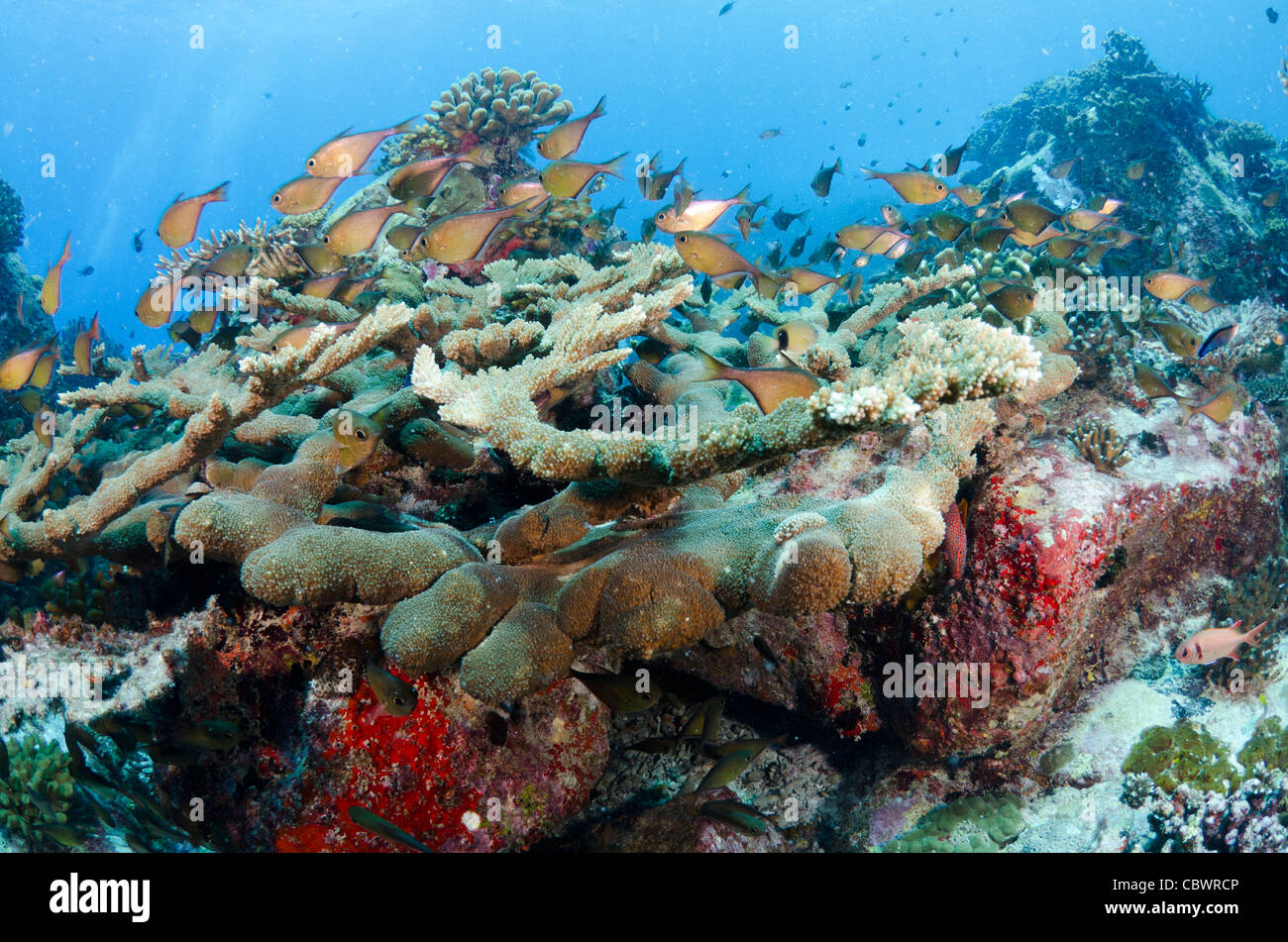 Los arrecifes de coral, Seychelles, Océano Índico Foto de stock