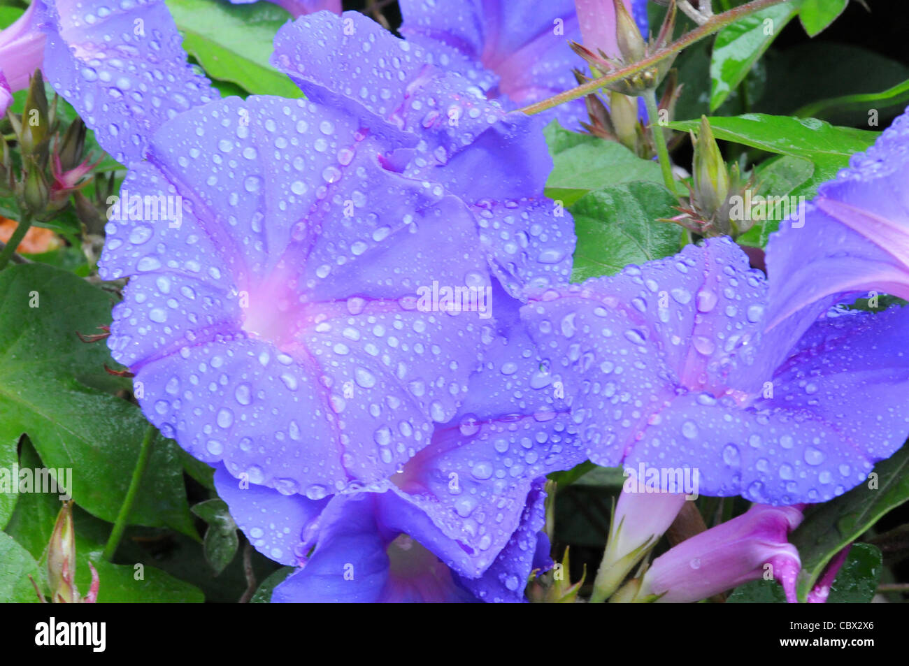 Morning Glory flores después de la lluvia fina, Ipomoea purpurea Foto de stock