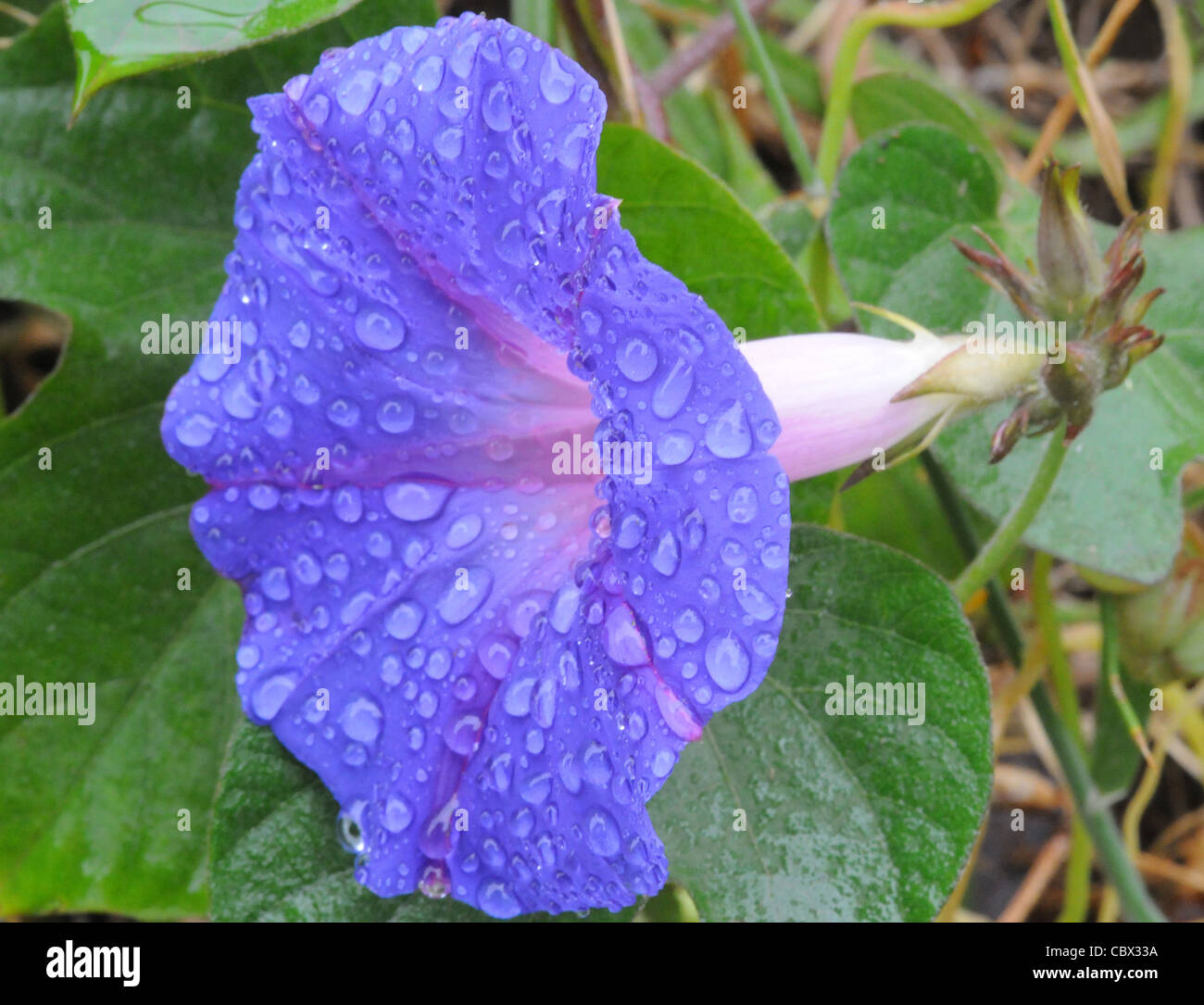 Morning Glory, Ipomoea purpurea, flores después de la lluvia de luz Foto de stock