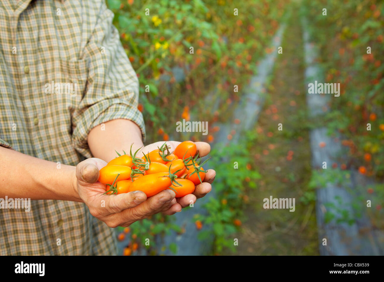 Mano de los agricultores titulares de tomate Foto de stock