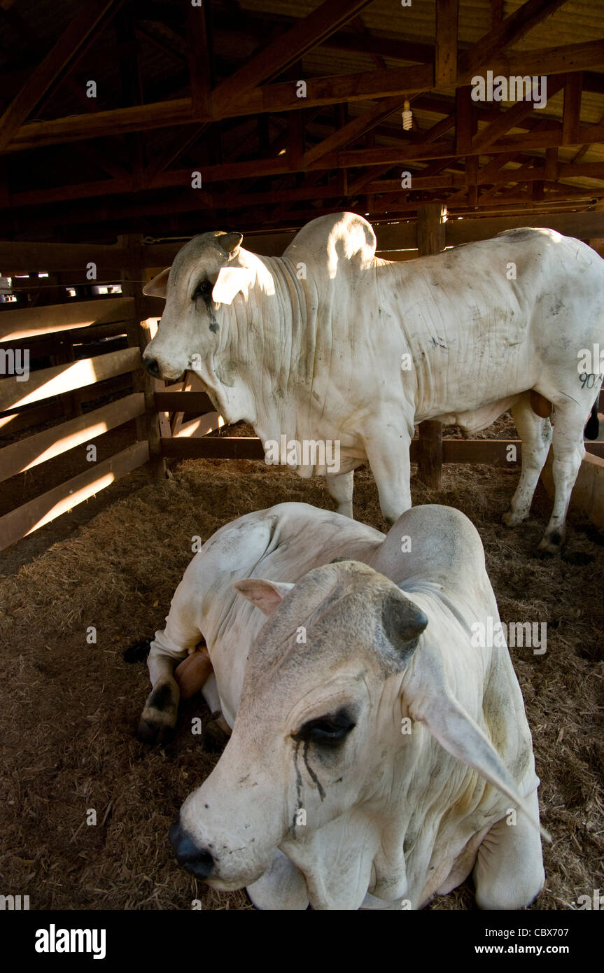 Bolivia. Santa Cruz. El ganado bovino. La raza Nelore. Foto de stock