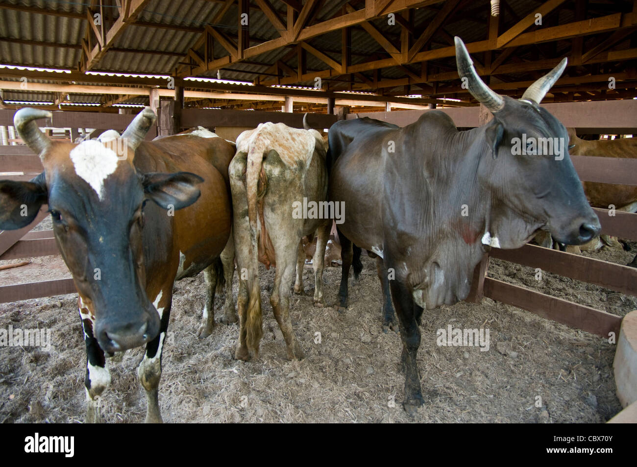 Bolivia. Santa Cruz. El ganado bovino. Foto de stock