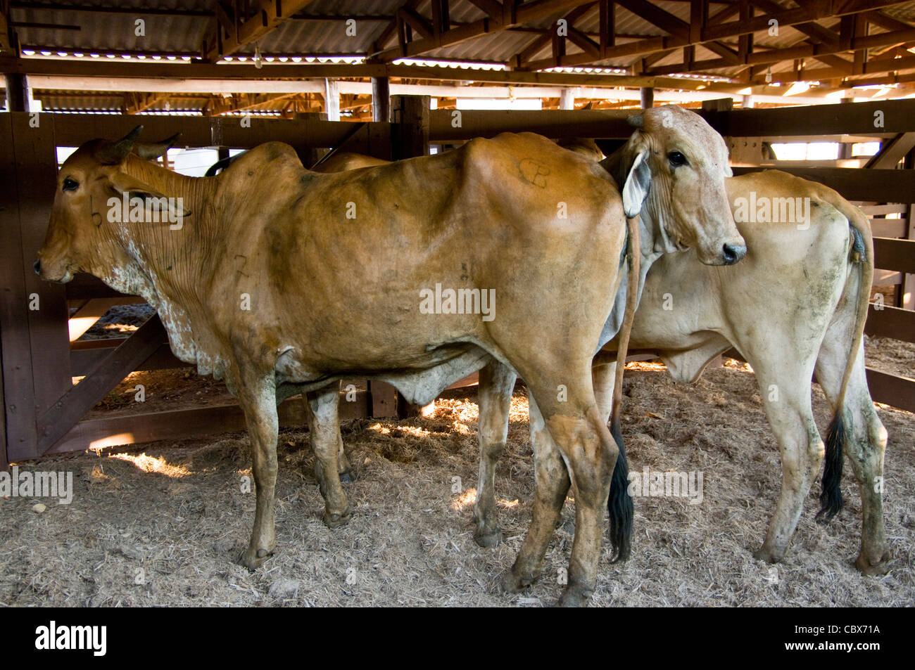 Bolivia. Santa Cruz. El ganado bovino. Foto de stock