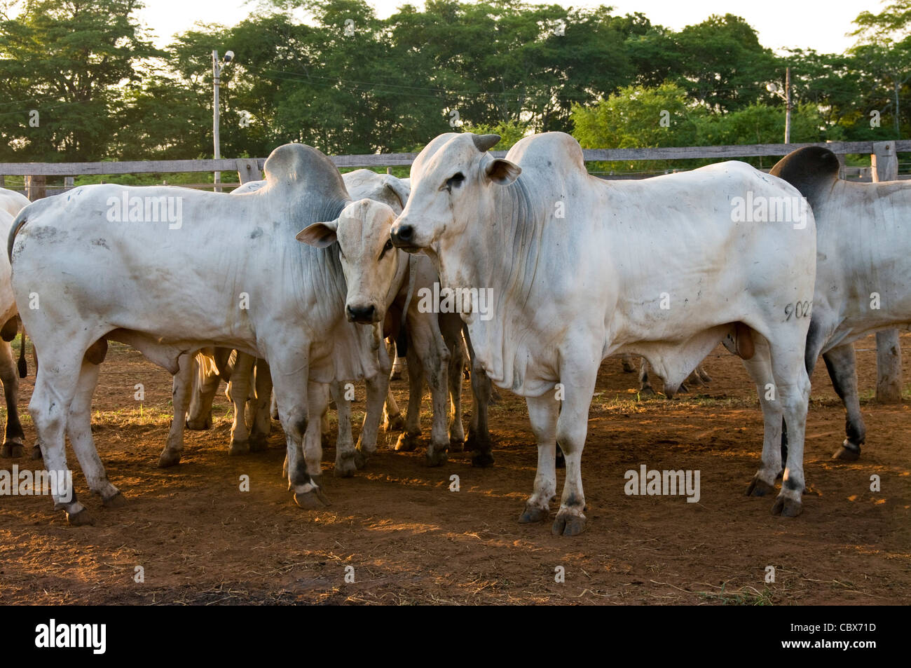 Bolivia. Santa Cruz. El ganado bovino. La raza Nelore. Foto de stock