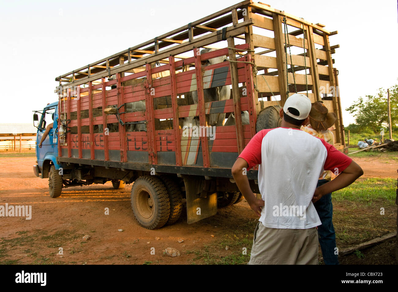 Bolivia. Santa Cruz. El ganado bovino. Foto de stock