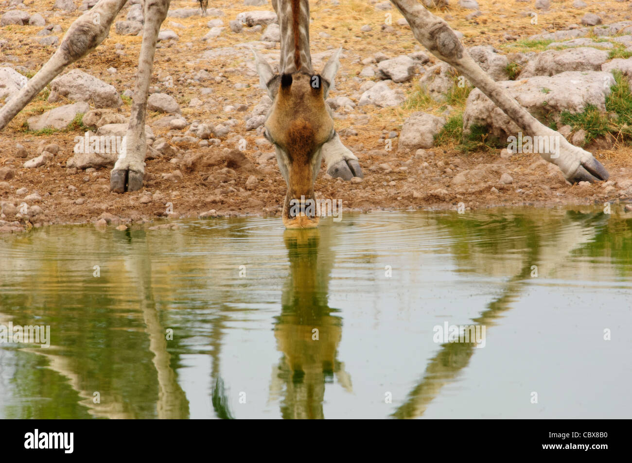 Cerca de beber jirafa en un orificio de agua. El Parque Nacional Etosha, en Namibia. Foto de stock