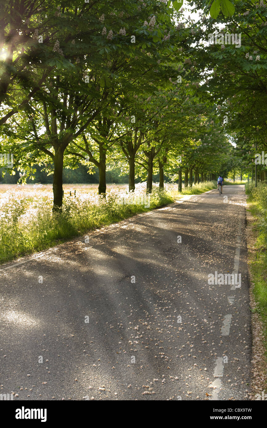 Country Road en la mañana temprano en la primavera con el ciclista solitario en el fondo - vertical Foto de stock