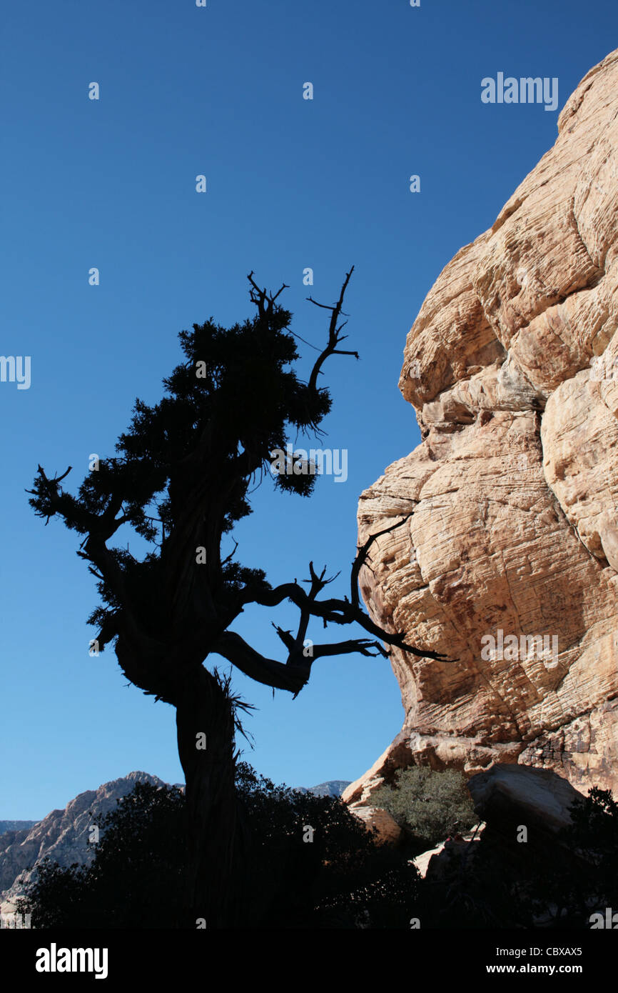 Imagen vertical de silueta de retorcido árbol en un Desert Canyon arenisca Foto de stock