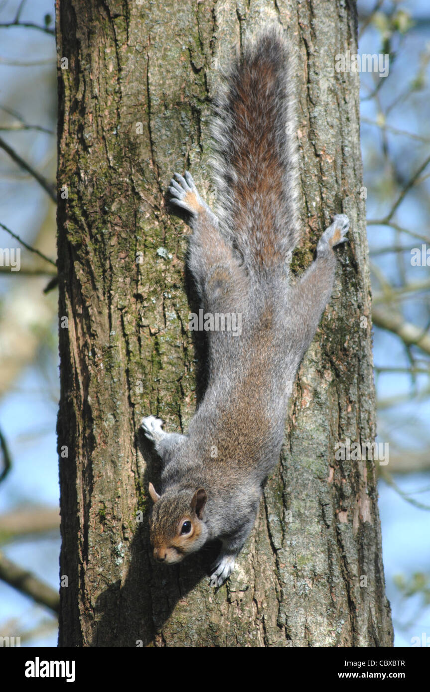 Una ardilla gris subiendo un tronco de árbol UK Foto de stock