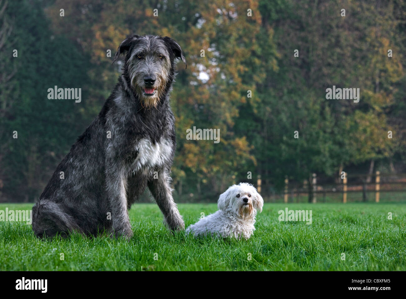 Irish wolfhound con perro maltés blanco en el jardín Foto de stock