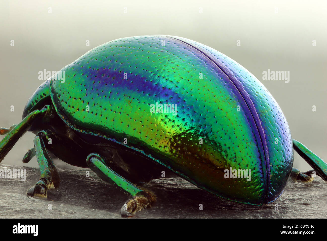 Colorido escarabajo (volver) Foto de stock
