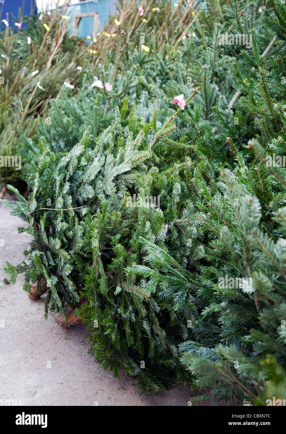 Árboles de Navidad para la venta Foto de stock