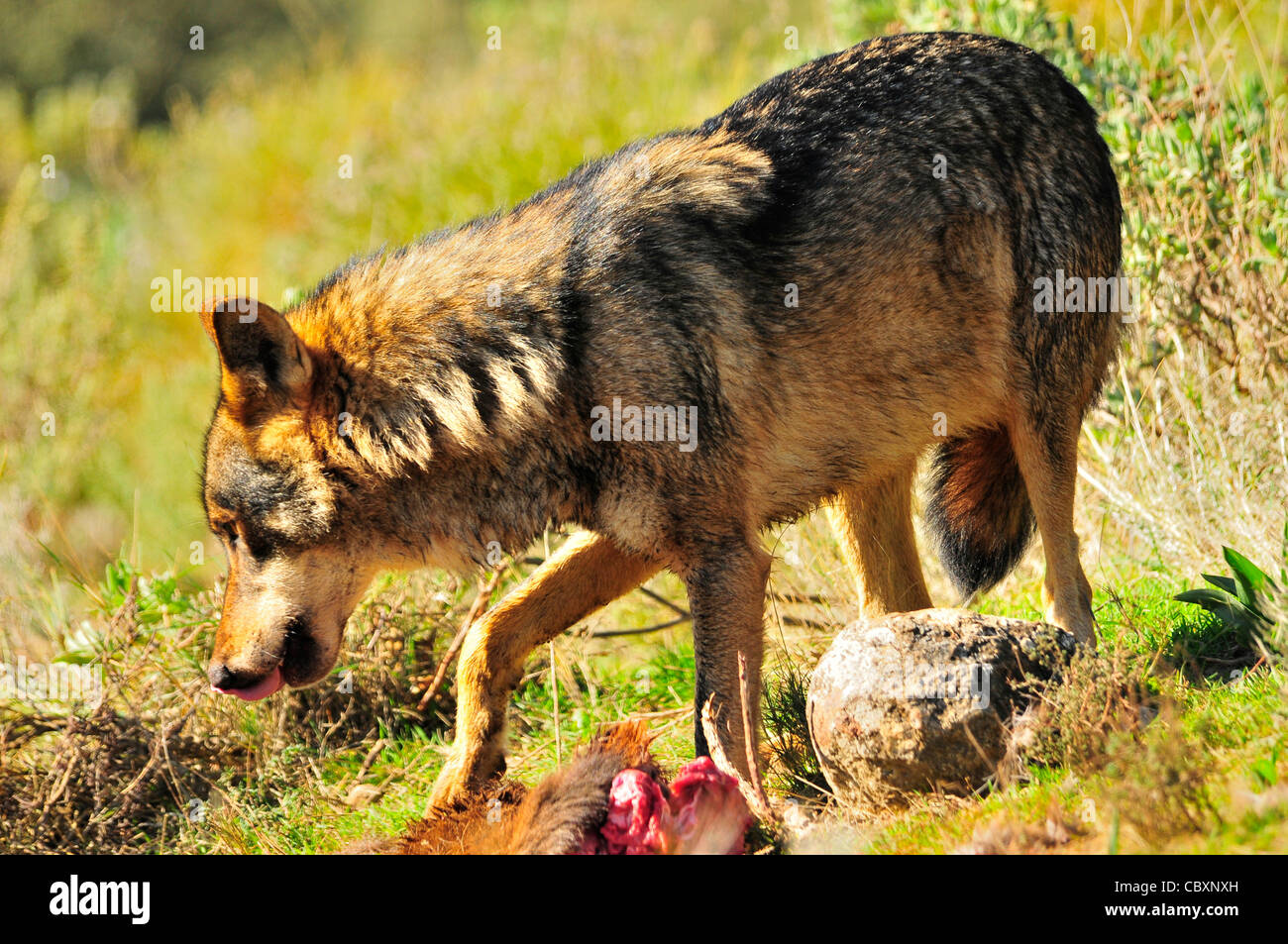 Lobo ibérico (Canis lupus signatus) lobo ibérico alimentación en condiciones controladas de ciervo Foto de stock