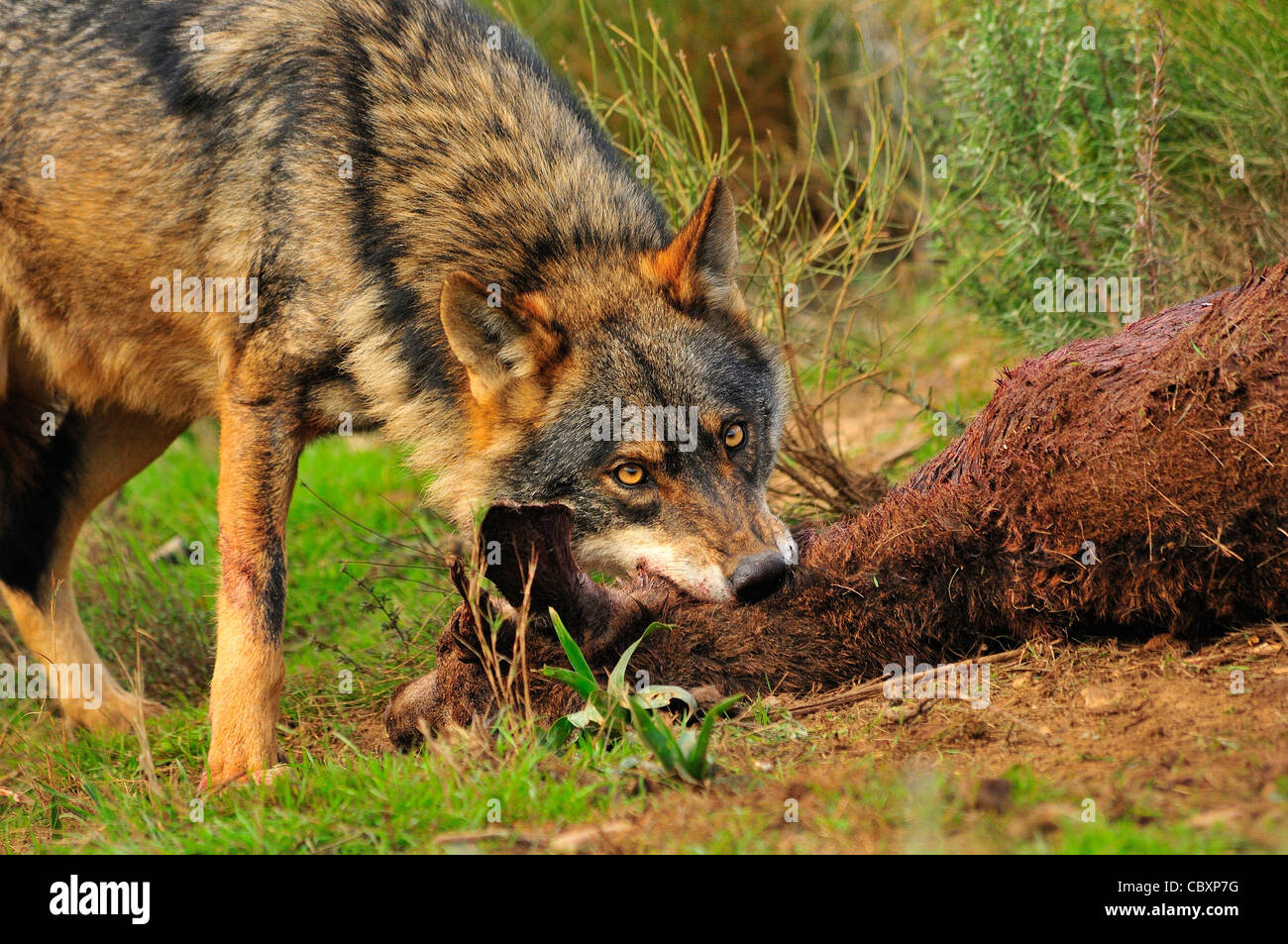 Lobo ibérico (Canis lupus signatus) lobo ibérico alimentación en condiciones controladas de ciervo Foto de stock