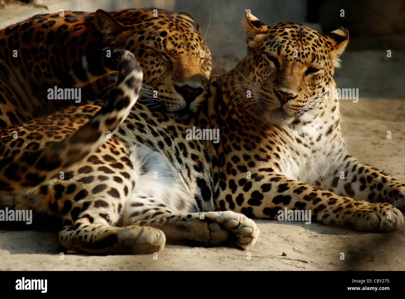 Los leopardos en Delhi zoo (Panthera pardus fusca), indios, vida silvestre Foto de stock