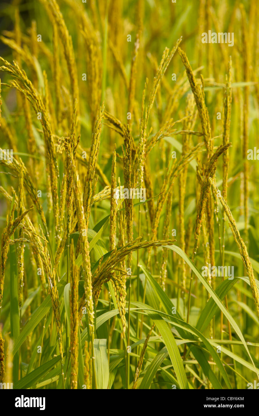 Closeup de arroz Foto de stock