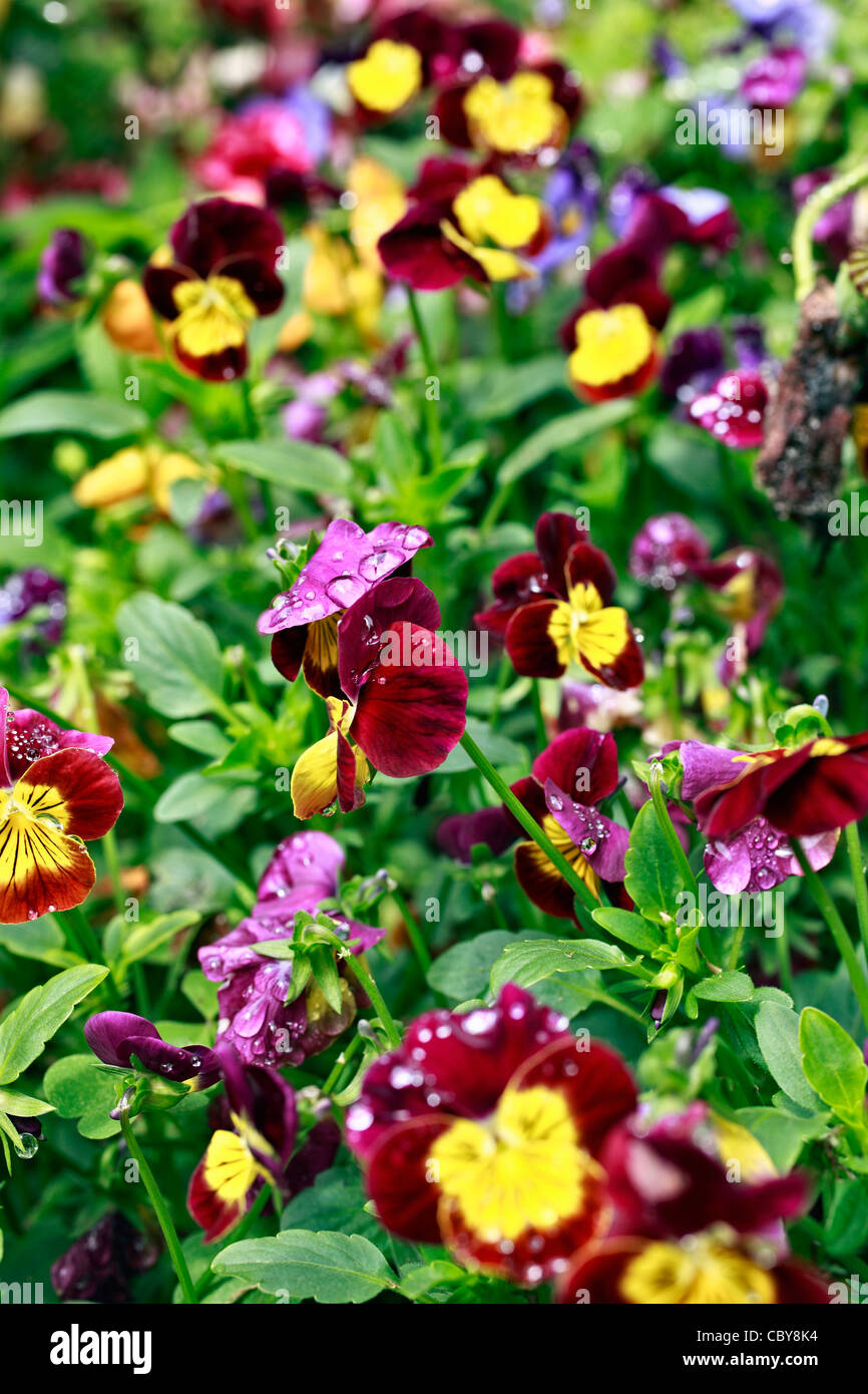 Un lecho de flores de verano de colores mezclados (violas - Flores). Familia: Violaceae, Género: Viola. Sudáfrica. Foto de stock