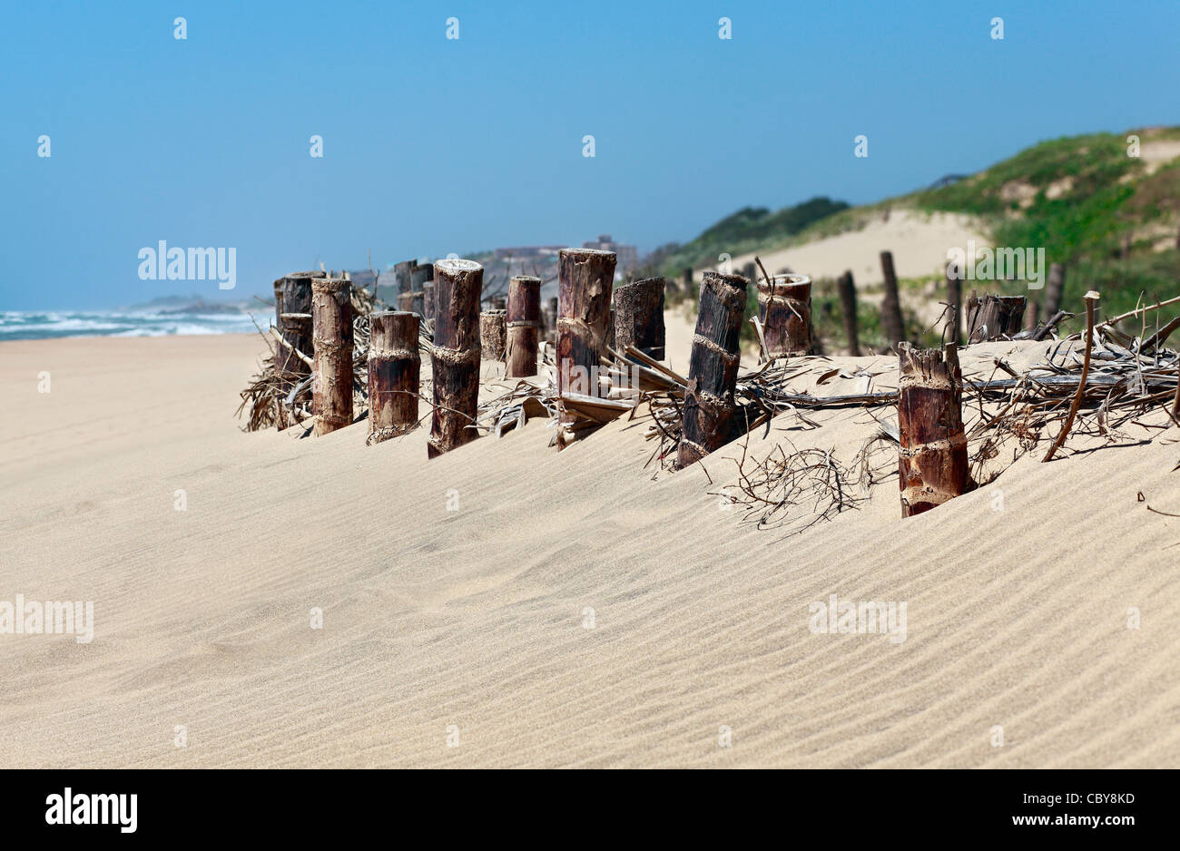 Estabilización de dunas de arena a lo largo de un resort de playa de la costa sur, KwaZulu Natal, Sudáfrica. Enfoque en primer plano. Foto de stock