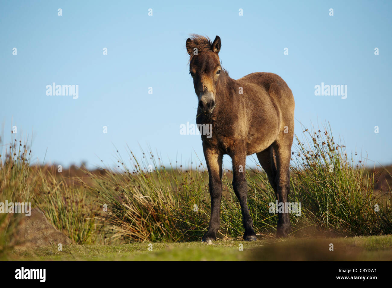 Exmoor Pony Dunkery Horner Woods NNR, Somerset, Reino Unido Foto de stock