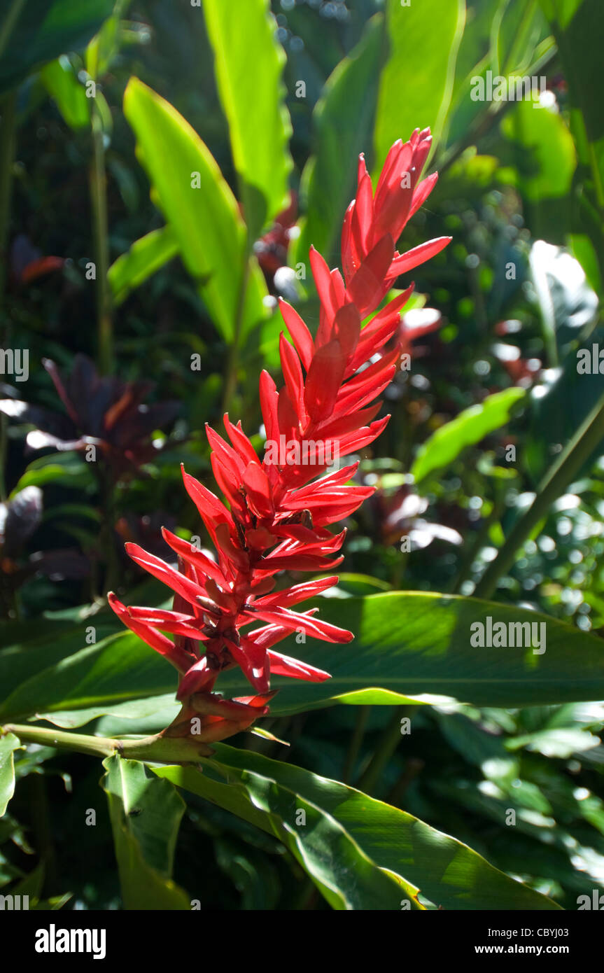 Flor de san jose fotografías e imágenes de alta resolución - Alamy