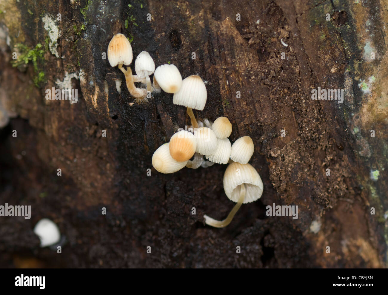 Setas blancas sobre un tronco de árbol provincia de Puntarenas Costa Rica Foto de stock