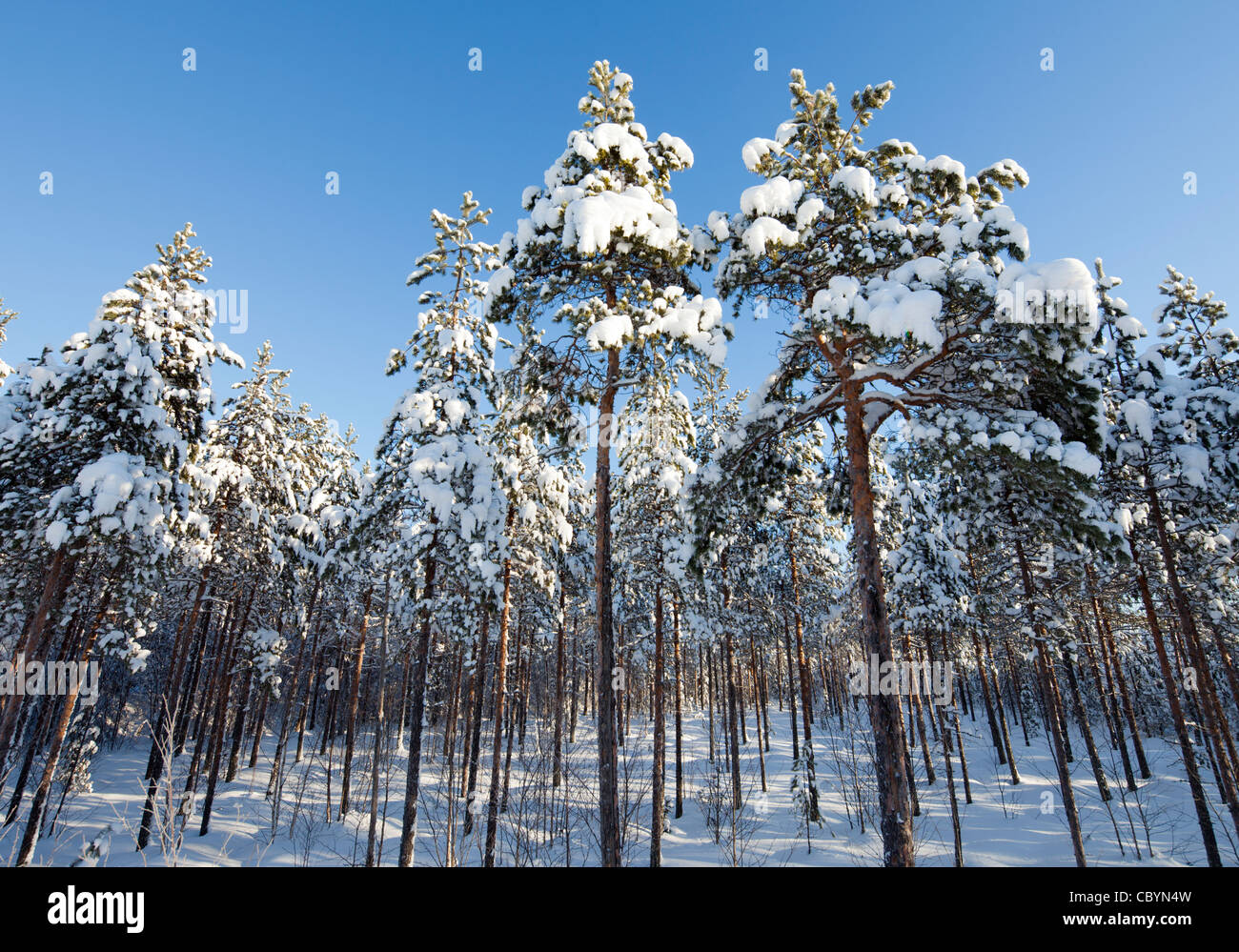 Arbolitos de pino ( pinus sylvestris ) en el bosque de taiga en ...