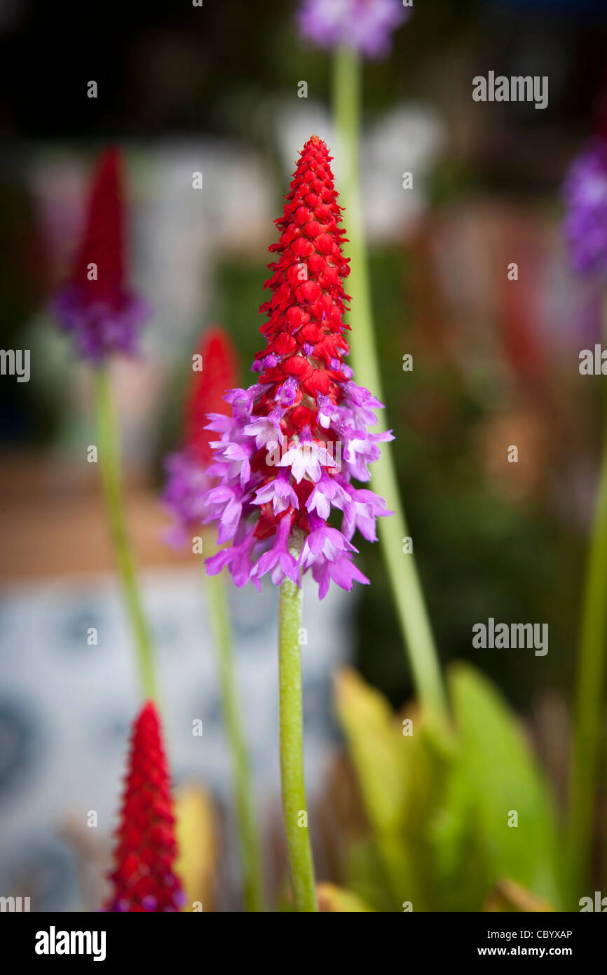 Reino Unido, Inglaterra, Bedfordshire, Woburn Abbey Garden Show, Primula vialii flor perenne, herbácea Foto de stock