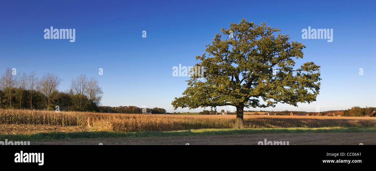 Lonely Inglés / roble el roble (Quercus robur) en el campo en otoño, Bélgica Foto de stock