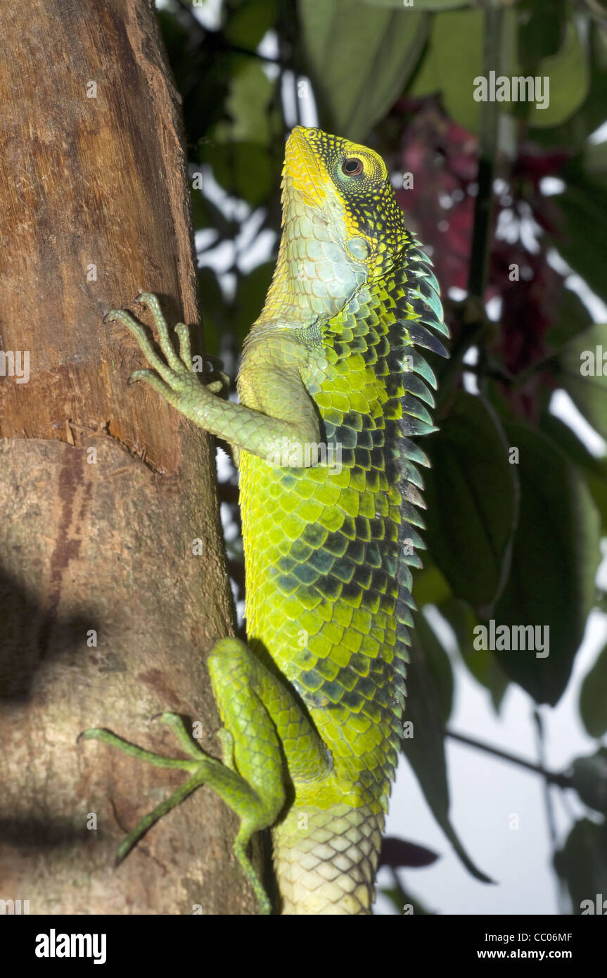 Bosque de gran escala, lagarto grandisquamis Calotes, Western Ghats, India Foto de stock