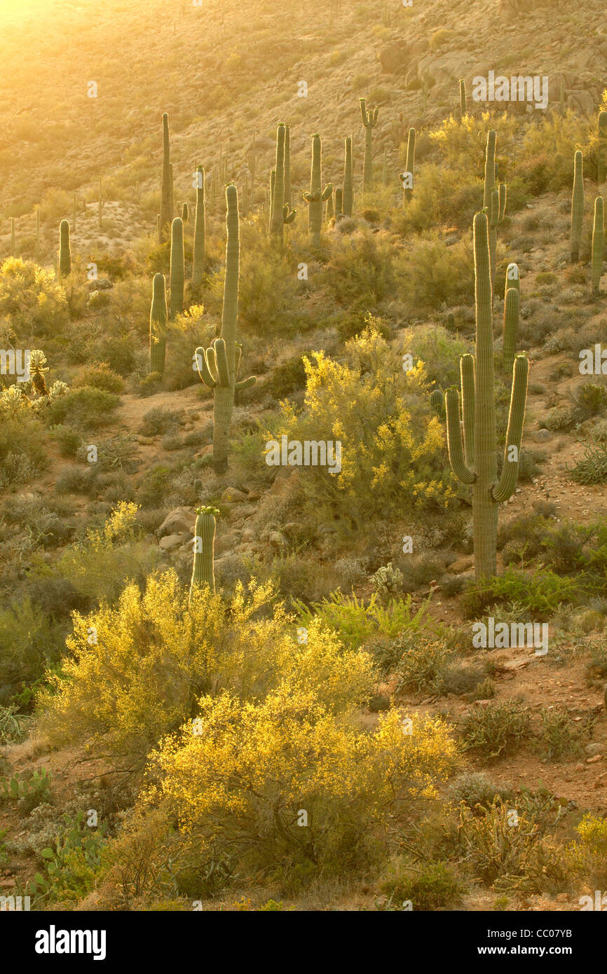 Ladera del Blooming saguaro (Cereus giganteus) y littleleaf paloverde (Cercidium microphyllum) en el desierto de Sonora Foto de stock