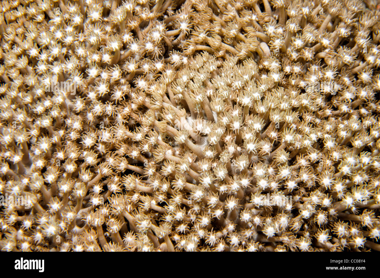 Underwater primerísimos de anemone coral en Swains arrecife de la Gran Barrera de Coral de la costa de Queensland, Australia. Foto de stock