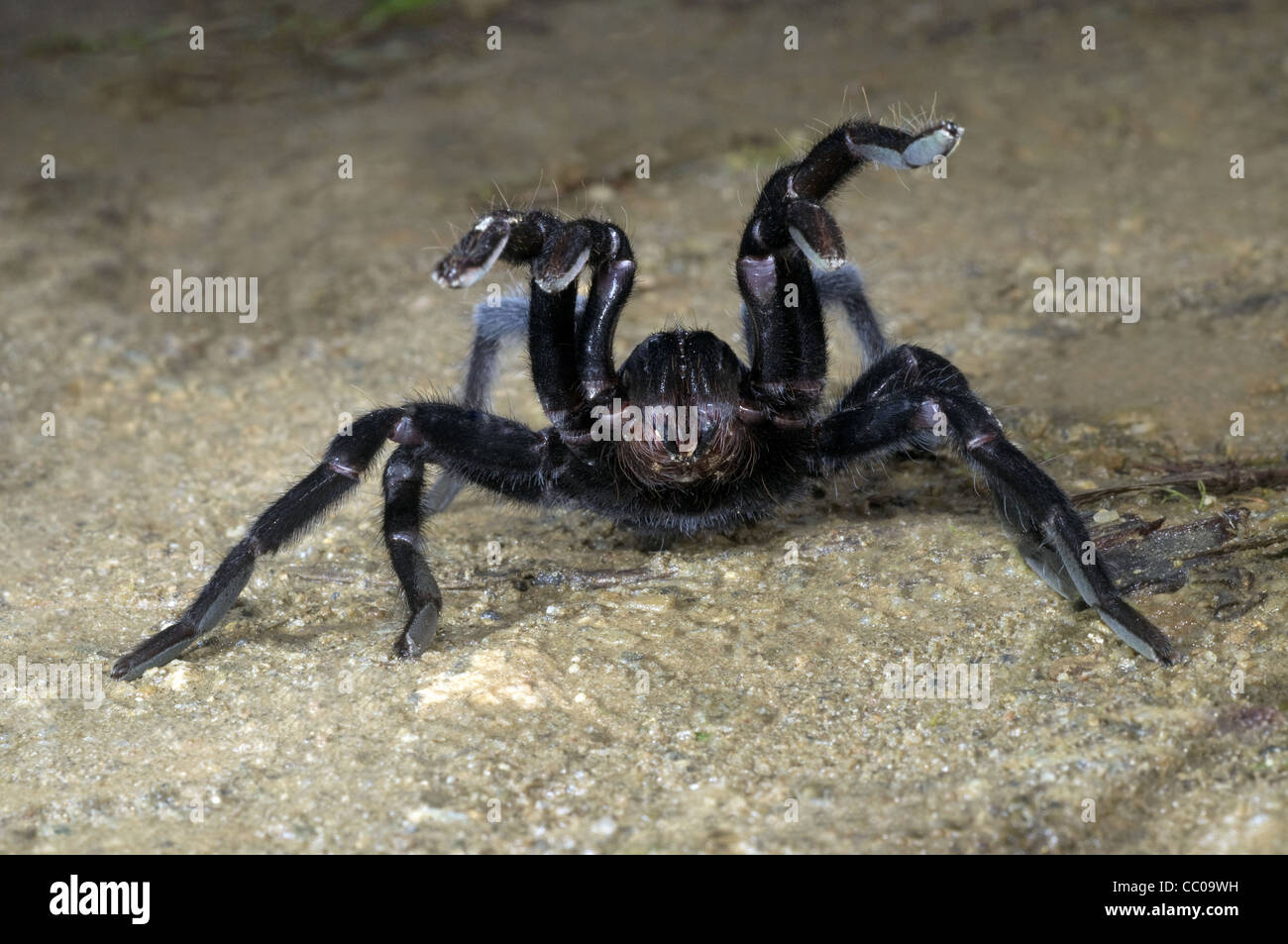 Mostrar agresión, Mygalomorphae araña, Arunachal Pradesh Foto de stock