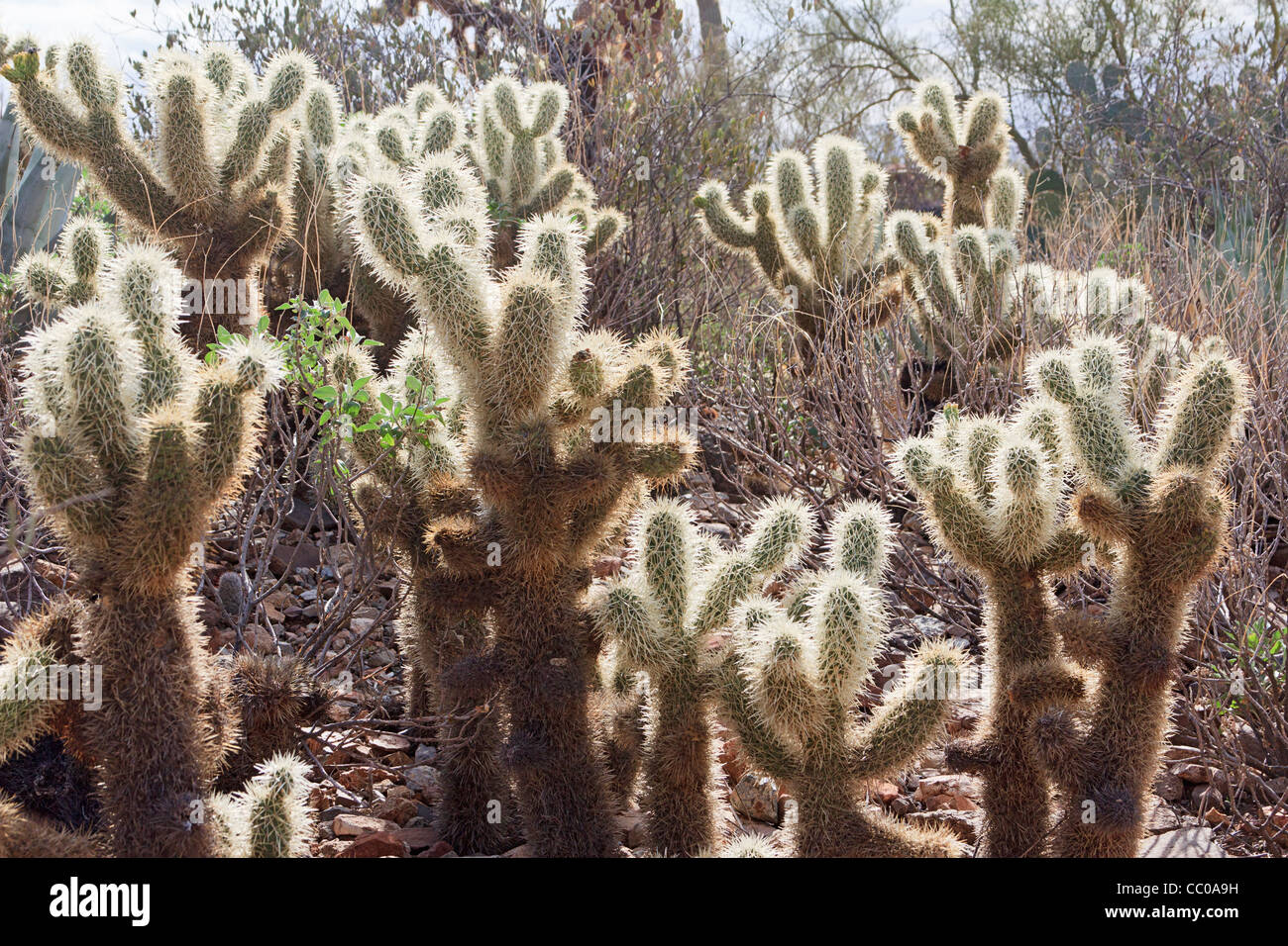 Iluminada desde atrás cholla cactus en Arizona. Foto de stock