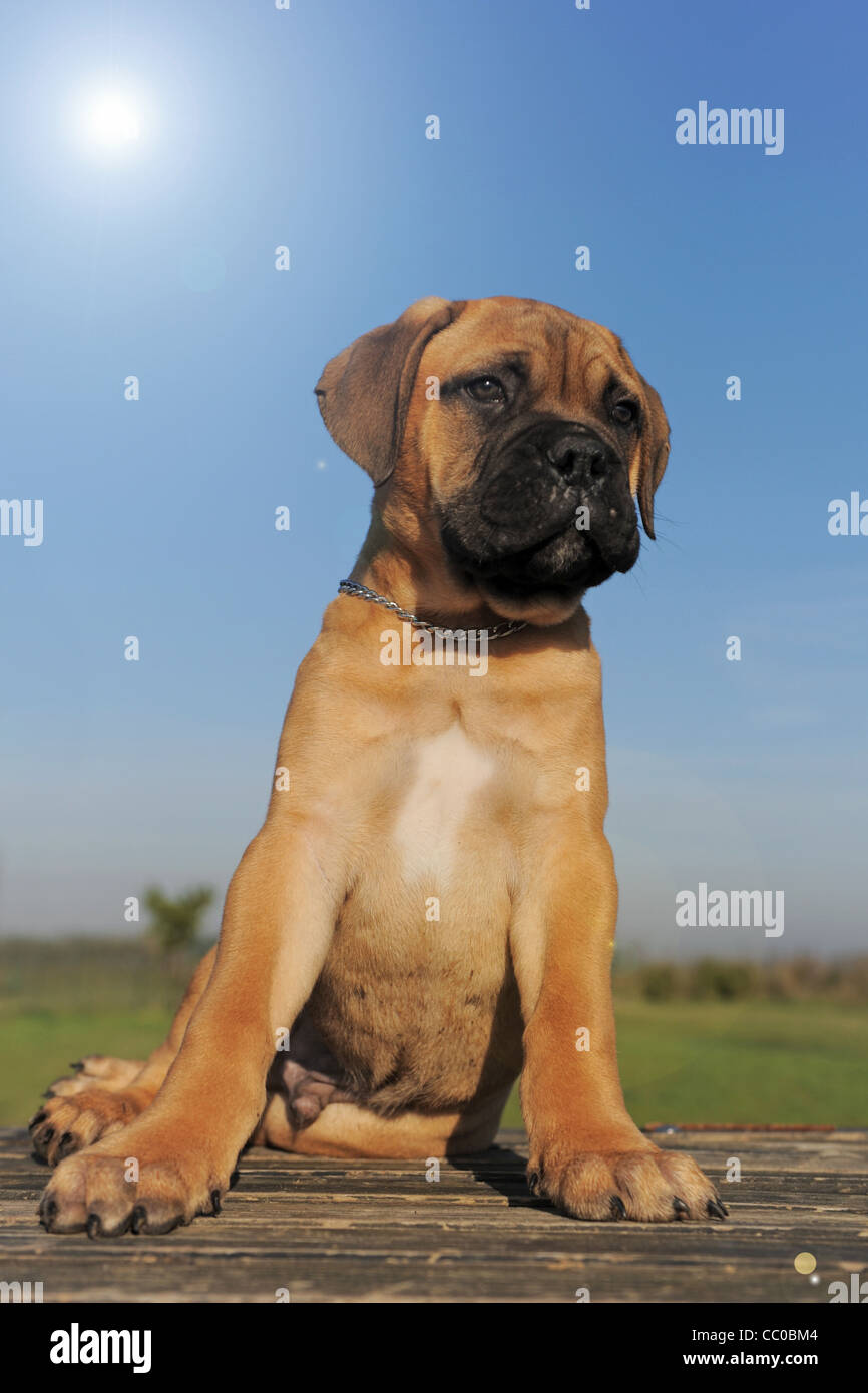Retrato de un cachorro de raza Bullmastiff bajo el sol Fotografía de stock  - Alamy