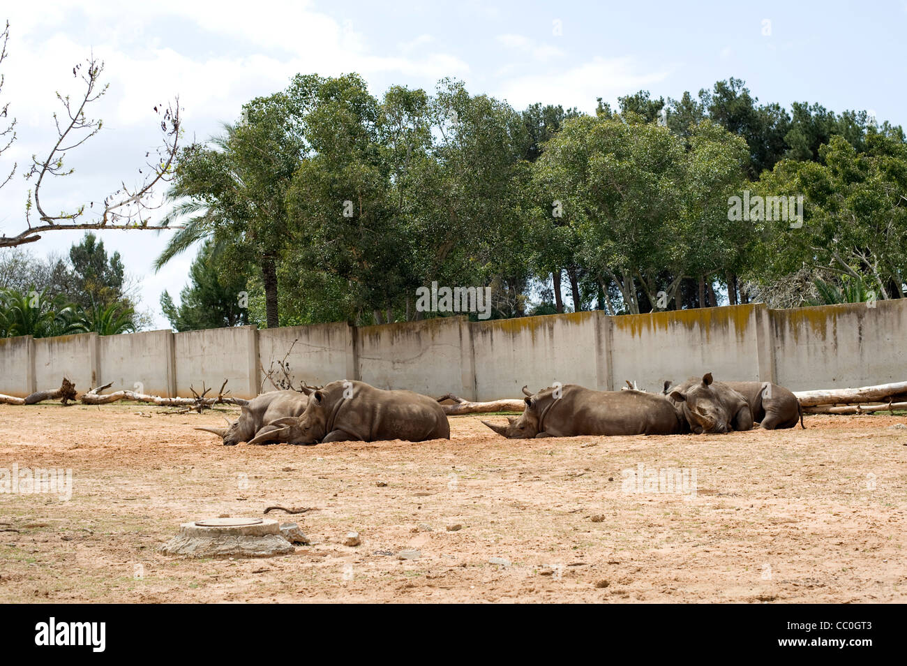 Los rinocerontes en el Safari Park de Tel Aviv, Israel Foto de stock
