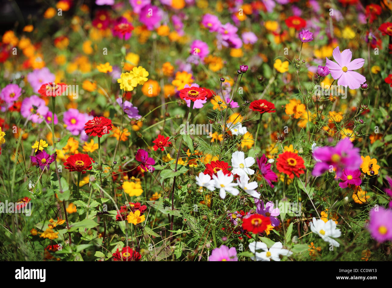 Coloridas flores en el jardín Foto de stock