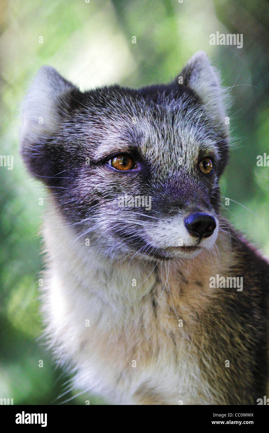 - Arctic Fox Vulpes lagopus Foto de stock