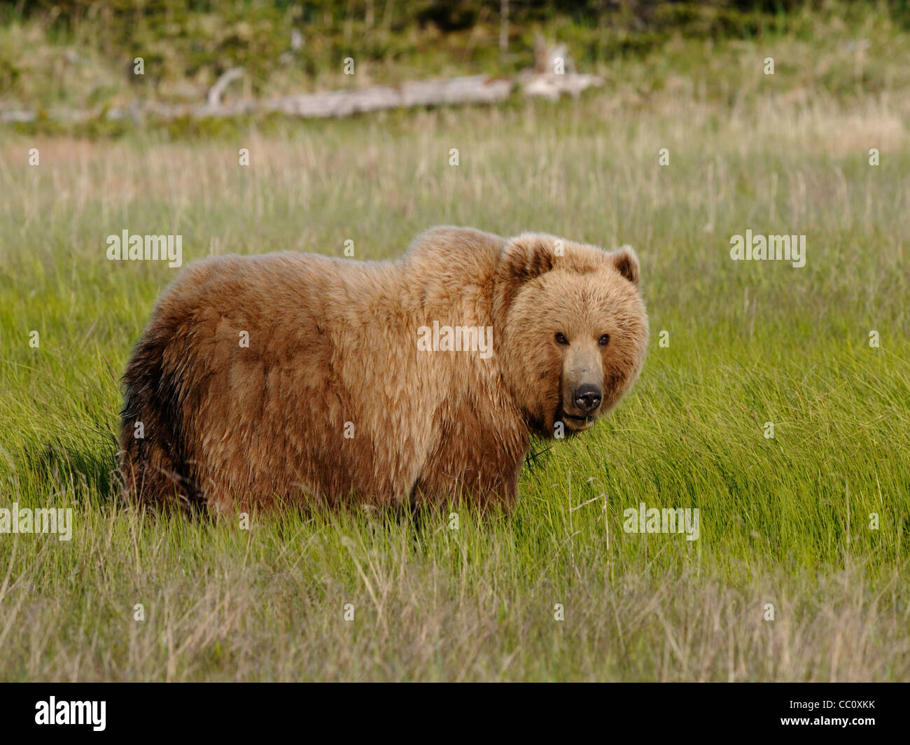 Un oso pardo (Ursus arctos ) Pausa de alimentación en un campo juncia de Alaska Foto de stock